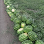 Маракеш F1 семян арбуза позднего (Ergon seeds)