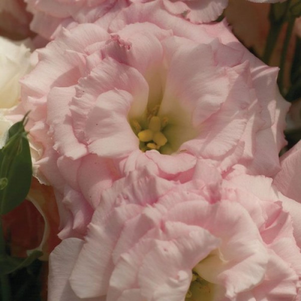 Маріачі F1 місті пінк насіння еустоми махрової (Sakata)