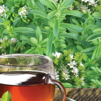 Медовая трава семян стевии многолетней (Seedera)