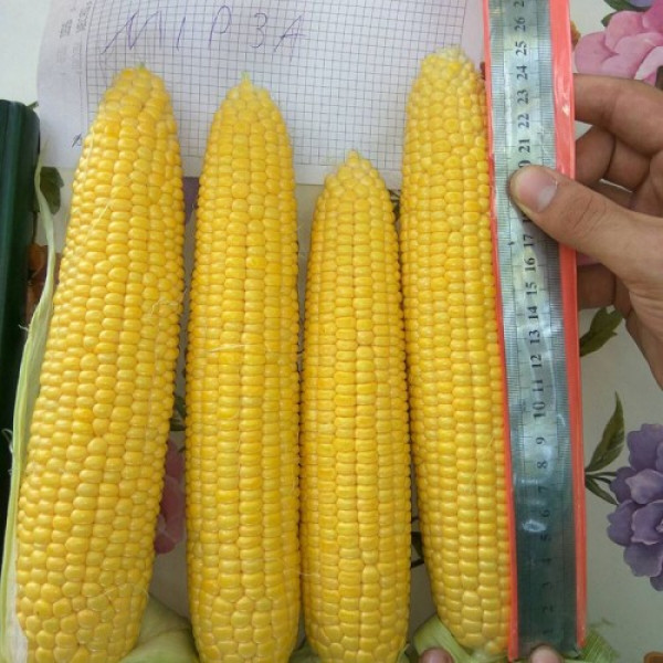 Мірза F1 насіння кукурудзи суперсолодкої Sh2 (May Seeds)
