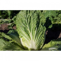 Ніка F1 насіння капусти пекінської (GL Seeds)