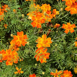 Оранж Джем насіння чорнобривців (Floragran)