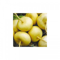 Петровка семян репы (Satimex)
