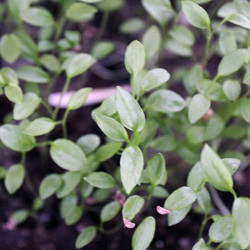 Петрушка листова насіння мікрозелені (Agrocity)