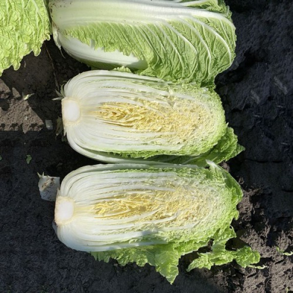 Бріджит F1 (ПЛ 6031 F1/PL 6031 F1) насіння капусти пекінської (Asia Seed)