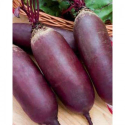 Реваль семян свеклы столовой (GL Seeds)