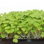 Рукола тонколистные семена микрозеленые (Agrocity)