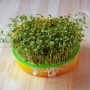 Рукола тонколистные семена микрозеленые (Agrocity)