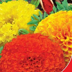 Цукор і спеції насіння чорнобривців махрових (GL Seeds)