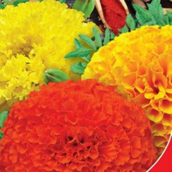 Цукор і спеції насіння чорнобривців махрових (GL Seeds)