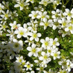 Хайлендер білий (white) насіння ломикаменю (Syngenta)