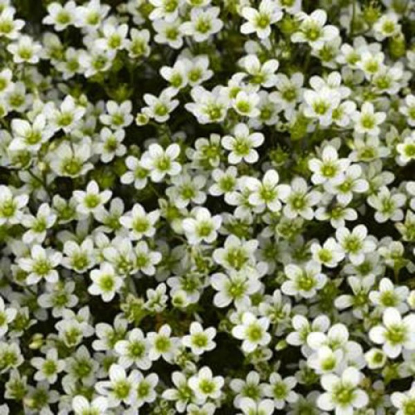 Хайлендер білий (white) насіння ломикаменю (Syngenta)