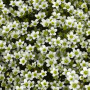 Хайлендер білий (white) насіння ломикаменю (Syngenta)