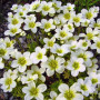Хайлендер білий (white) насіння ломикаменю (Syngenta)
