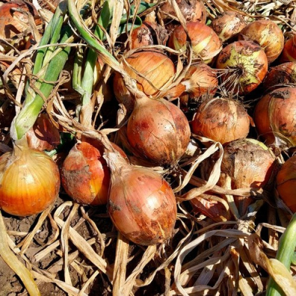 Сандра F1 (Амбрадор F1) насіння цибулі ріпчастої жовтої (Cora Seeds)