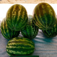 Сансвіт F1 насіння кавуна середнього (Cora Seeds)