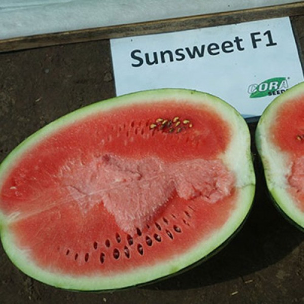 Сансвіт F1 насіння кавуна середнього (Cora Seeds)
