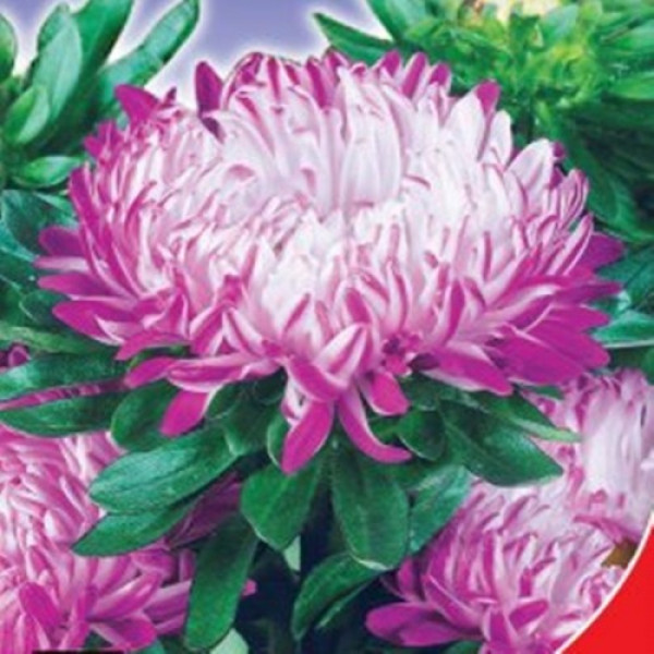 Сива пані рожева (Pink) насіння айстри піоноподібної (GL Seeds)