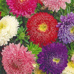 Шкільний букет насіння айстри піоноподібної (GL Seeds)