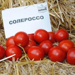 Солероссо F1 семена помидора дет. ультрараннего 90-95 дн. слив. 50-55 гр. красный (Nunhems)
