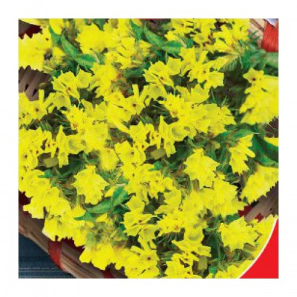 Супрім Голден (жовта) насіння статиці (GL Seeds)