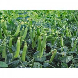 Трофи семян гороха (Syngenta)