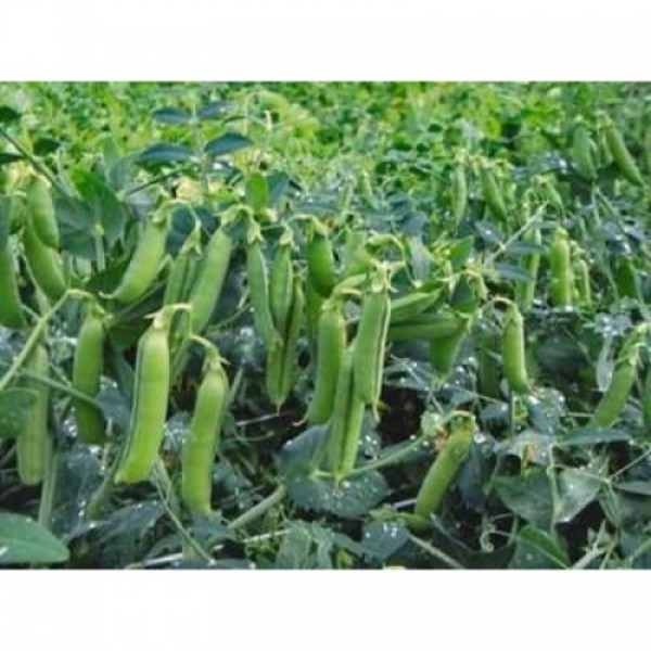 Трофи семян гороха (Syngenta)