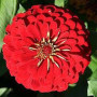 Майори жоржиновидні червоні (red) насіння (Moravoseed)
