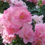 Твінні F1 рожевий (pink) насіння антірінума (Hem Genetics)