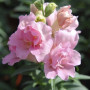 Твінні F1 рожевий (pink) насіння антірінума (Hem Genetics)