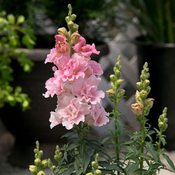 Твінні F1 рожевий (pink) насіння антірінума (Hem Genetics)