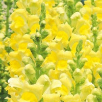 Увертюра F1 жовтий (yellow) насіння антірінума (Syngenta)
