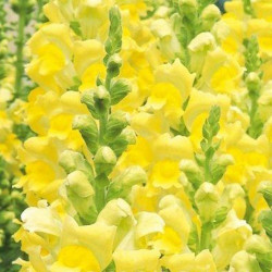 Увертюра F1 жовтий (yellow) насіння антірінума (Syngenta)