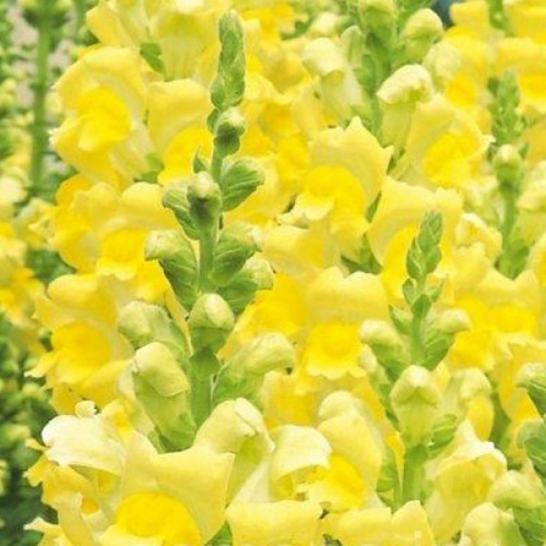 Увертюра F1 жовтий (yellow) насіння антірінума (Syngenta)