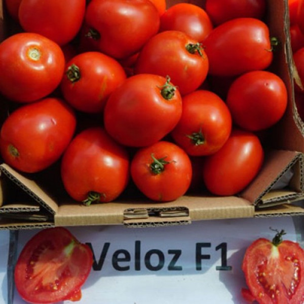 Велоз F1 (Veloz F1) насіння помідора детермінантного (Seminis)