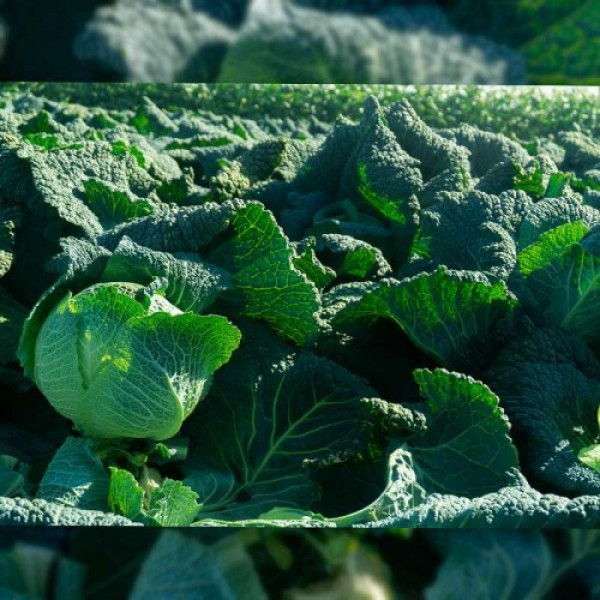 Віратоба F1 насіння капусти савойської (Syngenta)