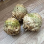 Вольт F1 семена сельдерея корневого (Lark Seeds)