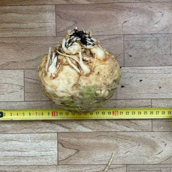 Вольт F1 семена сельдерея корневого (Lark Seeds)