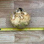 Вольт F1 семена сельдерея корневого (Lark Seeds)