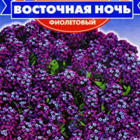 Східна ніч фіолетова насіння аліссума (GL Seeds)