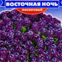 Східна ніч фіолетова насіння аліссума (GL Seeds)