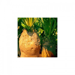 Жовтий циліндр насіння буряка кормового (Hortus)