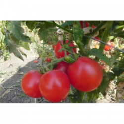 Зінуля насіння насіння помідора детермінантного (GL Seeds)