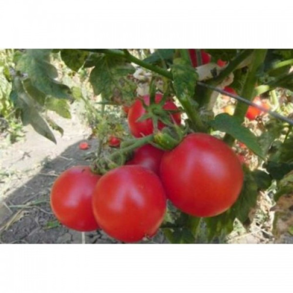 Зинуля семян помидора детерминантного (GL Seeds)
