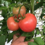 Сапфир F1 (1625 F1) семена помидора индетерминантного (Lark Seeds)