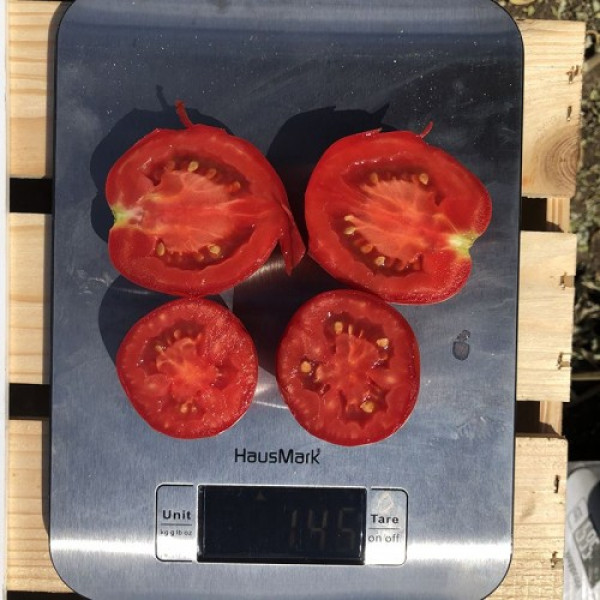 9969 F1 семена детерминантного томата (Lark Seeds)