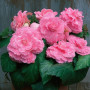 Амері Гібрид Пікоте F1 рожеве мереживо (Picotee Lace Pink) насіння бегонії бульбової (туберози) (Pan American)
