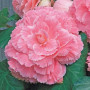 Амері Гібрид Пікоте F1 рожеве мереживо (Picotee Lace Pink) насіння бегонії бульбової (туберози) (Pan American)
