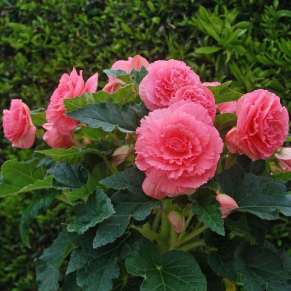 Амері Гібрид Рафлд F1 рожевий (Ruffled Pink) насіння бегонії бульбової (туберози) (Pan American)