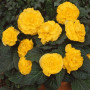 Амері Гібрид Рафлд F1 жовтий (Ruffled Yellow) насіння бегонії бульбової (туберози) (Pan American)